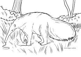 Download and print these anteater coloring pages for free. Coloring Page Anteater Animals Free Coloring Pages