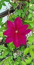 Image result for Clematis uhehensis