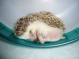This Hedgehog Is Living A Way More Adventurous Life Than Most Of Us Hedgehog Pet Cute Hedgehog Cute Little Animals