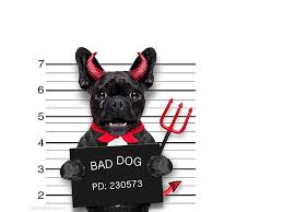 Smiley smiley the psychotic button. Demon Dog 1080p 2k 4k 5k Hd Wallpapers Free Download Wallpaper Flare