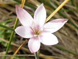 Image result for Hesperantha petitiana