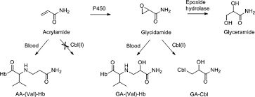 Scheme Showing Metabolism Of Acrylamide Aa And Formation Of Download Scientific Diagram
