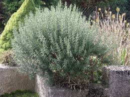 We did not find results for: Rosemary Rosemary Plant Outdoor Gardens Back Gardens