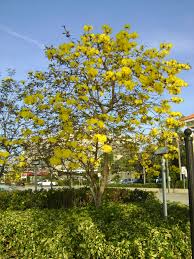 Velg blant mange lignende scener. Buy Tabebuia Flowering Trees For Sale In Orlando Kissimmee