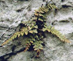 Image result for Asplenium pumilum