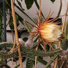 Queen Of The Night Sweet Scented Cactus Large Flowered Cactus Vanilla Cactus Large Blooming Cereus Large Flowered Tor Cactus Seeds Plants Planting Flowers