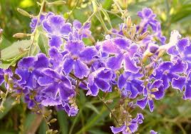 Image result for Duranta erecta