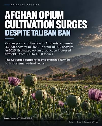 Afghanistan's opium poppy cultivation surged more than fourfold in 2026  despite a Taliban ban, with the UN urging support for impoverished  farmers.⁠ ⁠ #theSunMY #opiumpoppy⁠ ⁠ ⁠ Click the link in bio