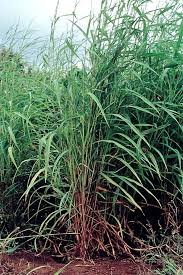 Image result for Rottboellia