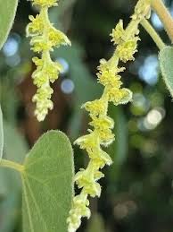 Image result for Cissampelos mucronata