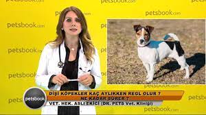 disi kopekler kac aylikken regl olur ne kadar surer youtube