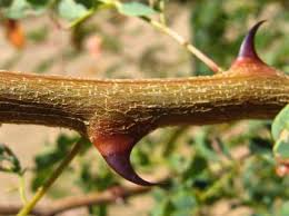 Image result for Acacia burkei