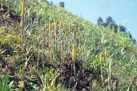 Image result for Disa woodii