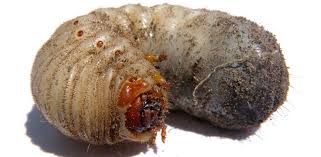 We also are a sentricon certified specialist so we offer the simple way of controlling subterranean termites. Above And Beyond Pest Control We Fight What You Fear 352 589 5989