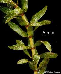 Image result for Elodea