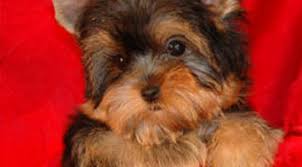 Maybe you would like to learn more about one of these? 88 Maltese Yorkie Mix For Sale Houston L2sanpiero