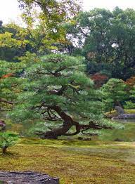 Japanese Pruning Niwaki Hortitherapy Frederique Dumas Meditation Training Course Creation Zen Gardens Japanese G Small Japanese Garden Japanese Tree Zen Garden