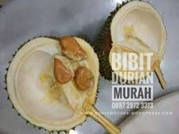 Durian duri hitam ochee d 200. Durian D 200 Durian Ochee Duri Hitam Durian Hitam Black Thorn