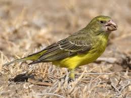 Image result for Pteris buchananii