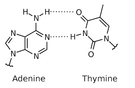 We would like to show you a description here but the site won't allow us. Base Pair Wikipedia