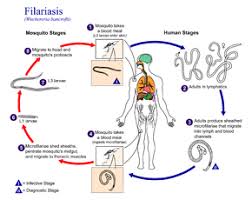 They develop in adults that commonly reside in the lymphatics. Wuchereria Bancrofti Wikipedia