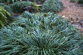 Mondo Grass Mondo Grass Shade Tolerant Grass Ophiopogon Japonicus