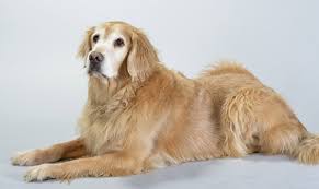 Golden retrievers have a life expectancy of around 10 to 12 years, but the oldest golden to date is august, who's 20 years old. Pictures Of Golden Retrievers Golden Retriever Photo Gallery