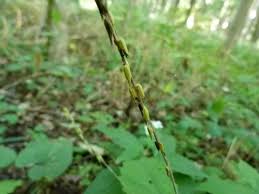 Image result for Fuirena leptostachya