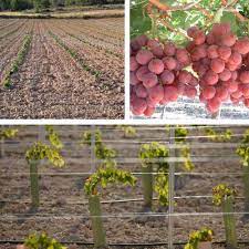 Bourdin direct est une émission d'information dans laquelle interviennent en direct. Quand Planter Une Vigne Meilleure Saison Pour Planter