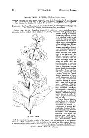 Image result for Wahlenbergia collomioides