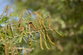 Image result for Tephrosia praecana