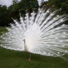 Image result for tbn:AWzYY9q209rRYM::rho0ofa.jeeran.com/24947_ABEER__ROSE.jpg