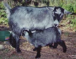 Hair Loss In Pygmy Goats