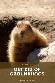 How To Get Rid Of Groundhogs Fast So They Don T Destroy Your Yard Get Rid Of Groundhogs Groundhog Repellant Groundhog