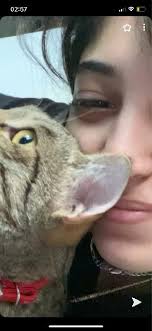 Sharon prushinski, shelter outreach, petfinder. Cat Boarding In Dubai Insured On Petbacker