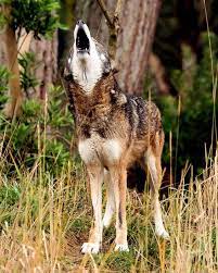 Img 9693 1 Wolf Spirit Red Wolf Wolf Love
