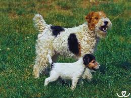 Image result for foxterier drsnosrstý