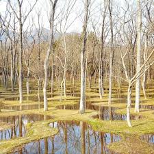 water garden junya ishigami water garden green roof garden garden design