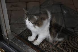 Matted Fur When Ignored Can Do More Than Just Make Kitty Lumpy It Can Irritate The Cat S Skin Over Time And Even Cause Skin Matted Cat Fur Cat Fur Cat Skin