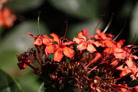 Image result for Clerodendrum splendens