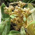 Image result for Ozoroa paniculosa