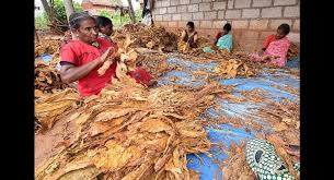 715 kg of tobacco