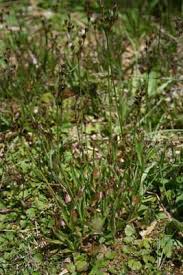 Image result for Juncus lomatophyllus