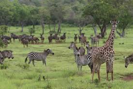 Large numbers of birds, grazing mammals, reptiles, insects and predators live throughout the grasslands of the world. Afrika Junior Animals Of The Savanna