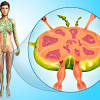 But if there are only a few cancer cells in a lymph node, it may look and feel normal. 1