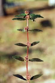 Image result for Euphorbia hirta