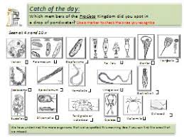 52 Rigorous Pond Microorganisms Identification Chart