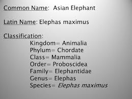 34 Credible Elephant Taxonomy Chart