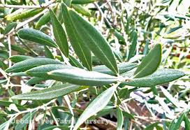 Image result for Olea