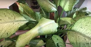 Pin On Plant Plants